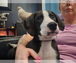 Small #4 American Staffordshire Terrier-Great Dane Mix