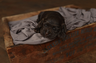 Cocker Spaniel Puppy for sale in GEORGETOWN, TX, USA