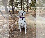 Small Photo #2 Dalmatian Puppy For Sale in Fargo, ND, USA