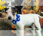 Image preview for Ad Listing. Nickname: Rat Terrier