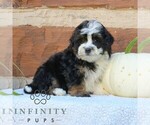 Small #2 Bernedoodle (Miniature)
