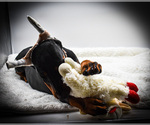 Small #2 Doberman Pinscher