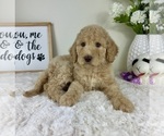 Small #4 Labradoodle