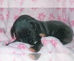 Small Photo #4 Great Dane Puppy For Sale in SPRAGGS, PA, USA