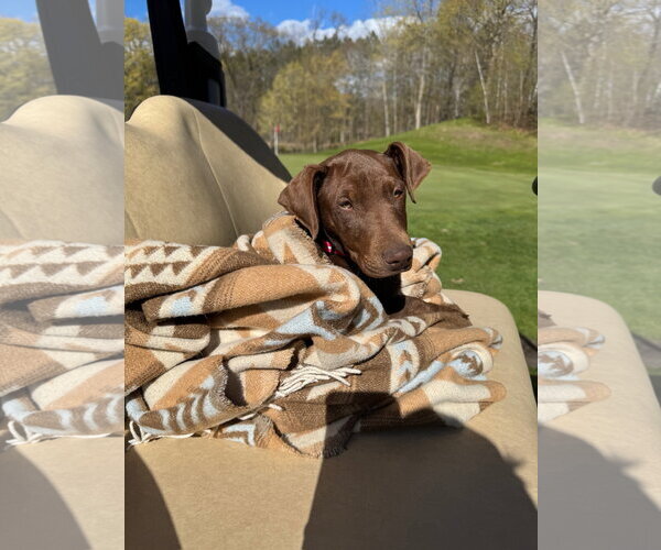 Medium Photo #4 Doberman Pinscher-Unknown Mix Puppy For Sale in Minneaoplis, MN, USA