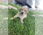 Small Photo #4 Labrador Retriever Puppy For Sale in IOWA CITY, IA, USA