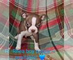 Small #1 Boston Terrier