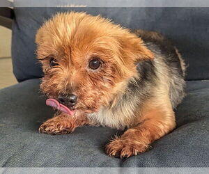 Mutt Dogs for adoption in Spring, TX, USA