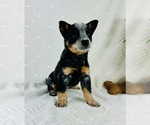 Puppy Sydney Australian Cattle Dog