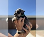 Small #4 Schnauzer (Miniature)