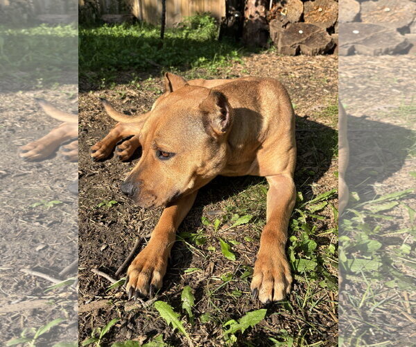 Medium Photo #3 American Pit Bull Terrier Puppy For Sale in Techny, IL, USA