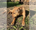 Small #2 American Pit Bull Terrier