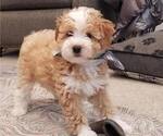 Small #4 Miniature Bernedoodle-Poodle (Toy) Mix