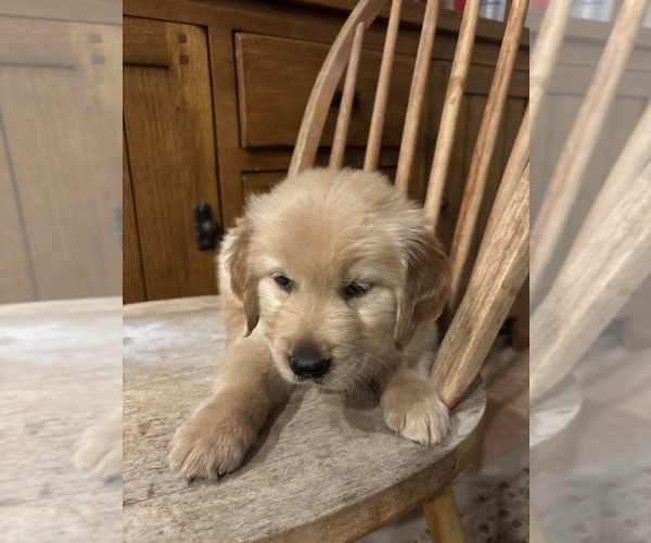 Medium Photo #6 Golden Retriever Puppy For Sale in PHOENIX, AZ, USA