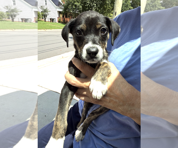 Medium Photo #3 Mutt Puppy For Sale in Rockville, MD, USA