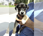 Small #2 Mutt