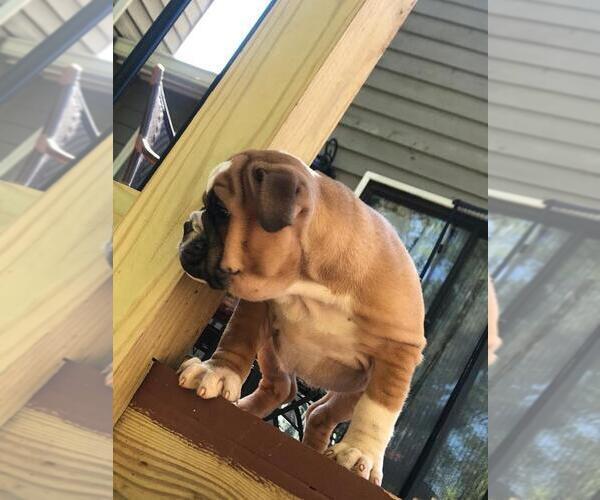 Medium Photo #5 English Bulldog Puppy For Sale in WOODSTOCK, GA, USA