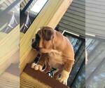 Small Photo #5 English Bulldog Puppy For Sale in WOODSTOCK, GA, USA