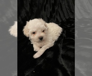 Maltipoo Puppy for Sale in CUSHING, Oklahoma USA