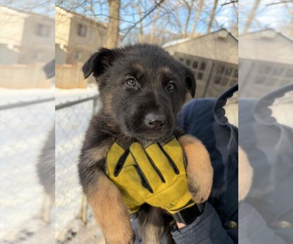 Medium Photo #4 German Shepherd Dog Puppy For Sale in WATERBURY, CT, USA