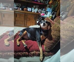 Miniature Pinscher Dogs for adoption in Conroe, TX, USA