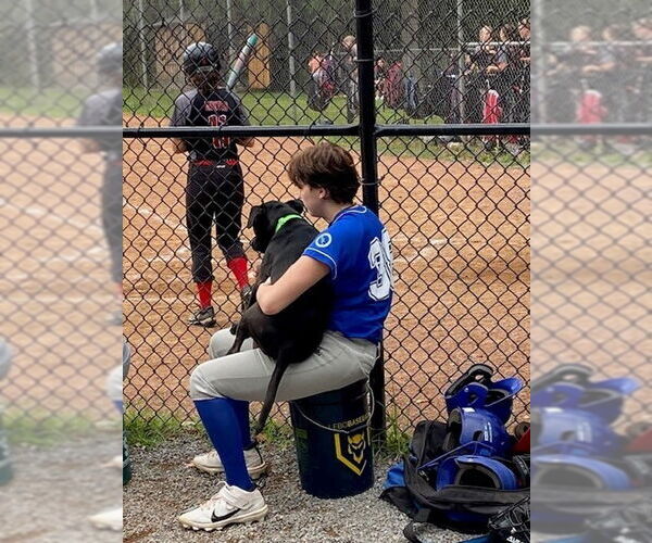 Medium Photo #5 Labrador Retriever-Unknown Mix Puppy For Sale in Springdale, PA, USA