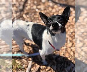 Chihuahua Dogs for adoption in Waterford, VA, USA