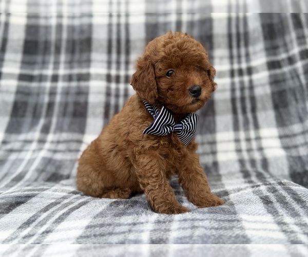 Medium Photo #2 Cavapoo (Miniature) Puppy For Sale in LAKELAND, FL, USA