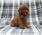 Axel - Male Cavapoo (Miniature) Puppy for Sale - Photo #2