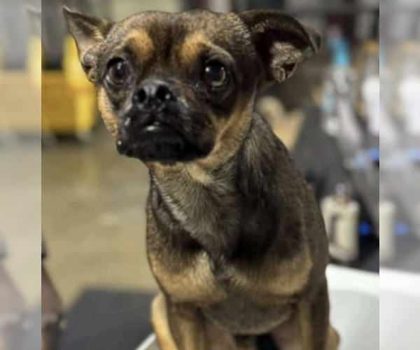 Medium Photo #2 Chug Puppy For Sale in Coralville, IA, USA