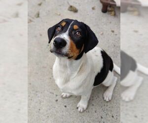 Pointer-Unknown Mix Dogs for adoption in Elmsford, NY, USA