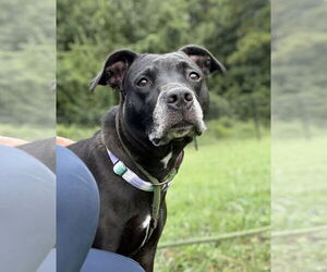 American Pit Bull Terrier-Unknown Mix Dogs for adoption in Virginia Beach, VA, USA