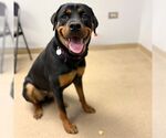 Small Rottweiler