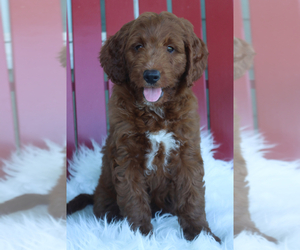 Goldendoodle (Miniature) Puppy for sale in ITASCA, TX, USA