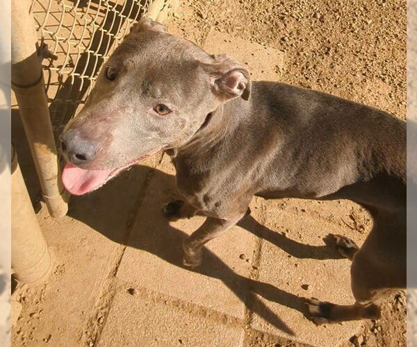 Medium Photo #1 Mutt Puppy For Sale in Plano, TX, USA