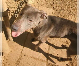 Mutt Dogs for adoption in Plano, TX, USA