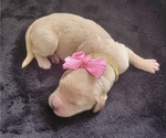 Small #1 Golden Retriever