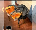 Small #6 Doberman Pinscher Mix