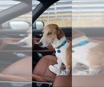 Small #2 Collie Mix