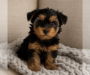 Yorkipoo Puppy for sale in RICHMOND, IL, USA