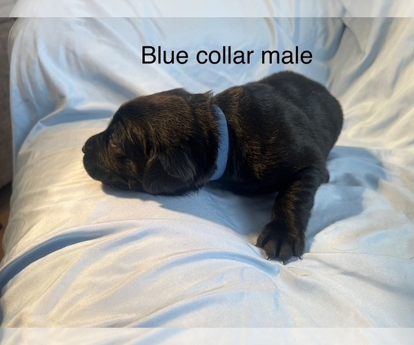 Medium Photo #10 Labrador Retriever Puppy For Sale in NOTTINGHAM, PA, USA