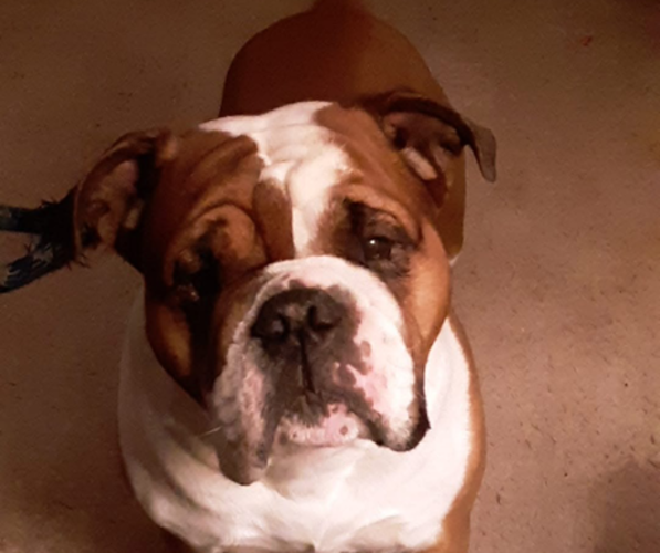 Medium Photo #1 Olde English Bulldogge Puppy For Sale in ALDEN, MN, USA