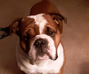 Father of the Olde English Bulldogge puppies born on 06/13/2025
