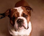 Small Photo #1 Olde English Bulldogge Puppy For Sale in ALDEN, MN, USA