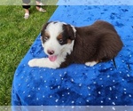 Small #2 Miniature American Shepherd