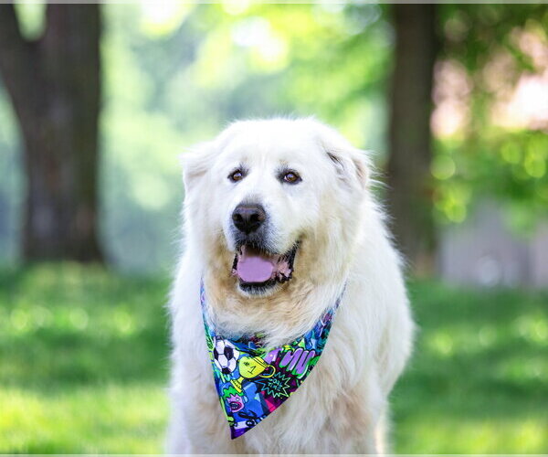 Medium Photo #9 Great Pyrenees-Unknown Mix Puppy For Sale in Unionville, PA, USA