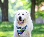 Small #8 Great Pyrenees Mix