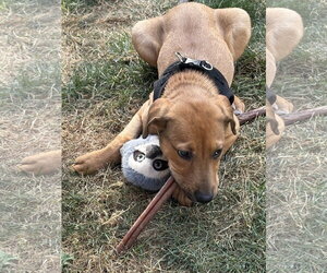 Benzo #1 - Male Labrador Retriever-Unknown Mix Dog for Adoption - Photo #2