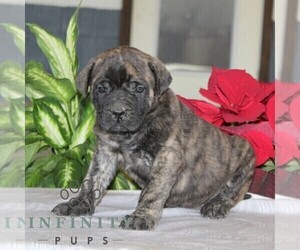 Mastiff Puppy for sale in RED LION, PA, USA
