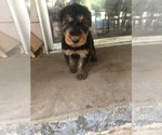 Small Photo #20 Airedale Terrier Puppy For Sale in MOSCOW, ID, USA